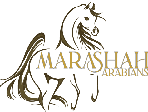 marasha